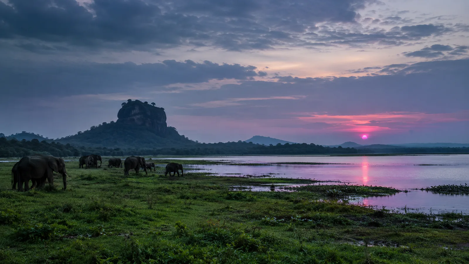 Parc national de Minneriya
