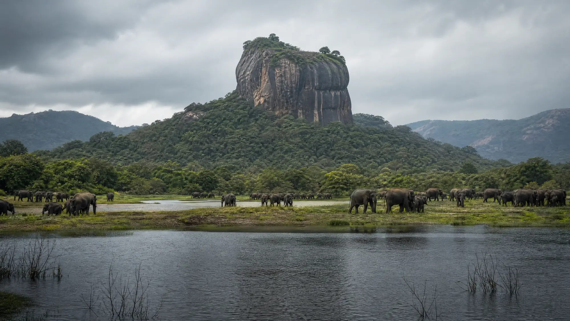 Explorez ce sanctuaire faunique de 89 kilomètres carrés. Il accueille des centaines d'éléphants d'Asie sauvages autour d'un réservoir du IIIᵉ siècle pendant la saison sèche.