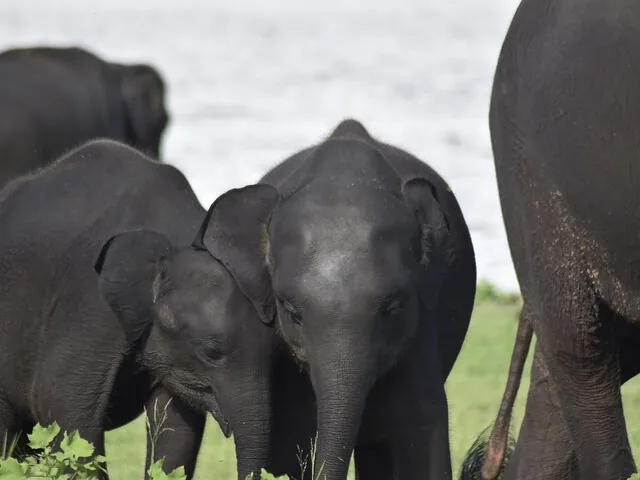 Two young elephant calves standing close together in a field