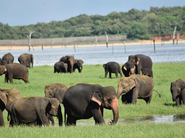 Grand troupeau d'éléphants broutant dans un champ verdoyant près de l'eau