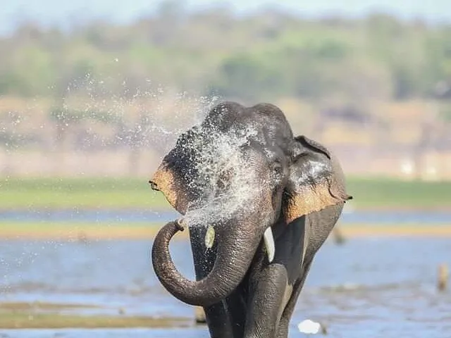 Gros plan d'un éléphant s'aspergeant d'eau dans un parc