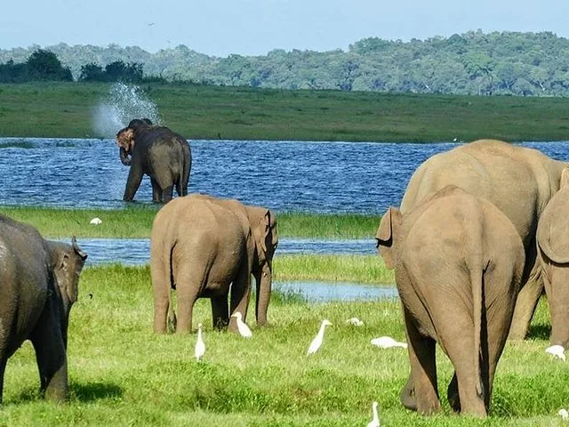 Éléphants et aigrettes près d'un lac, un éléphant s'aspergeant d'eau
