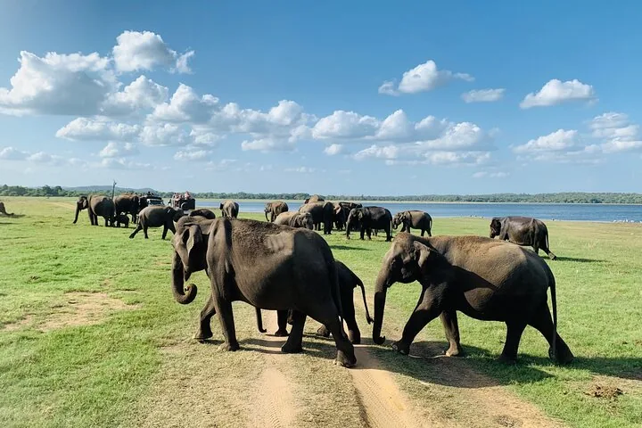 Troupeau d'éléphants traversant un chemin de terre dans le parc national de Minneriya