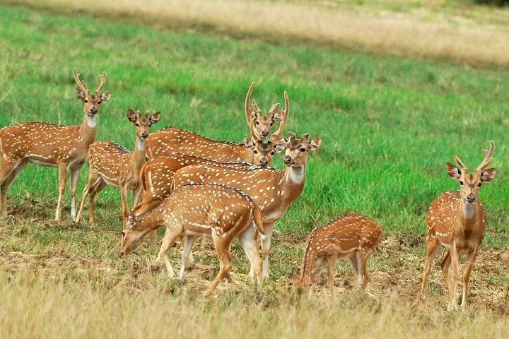 Herde Axishirsche beim Stehen und Grasen auf einer grünen Wiese