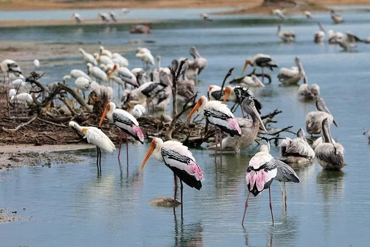 Gruppe von Buntstörchen und Pelikanen, die im flachen Wasser waten