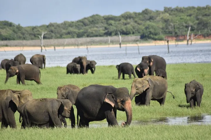 Many elephants grazing in a green field next to a lake