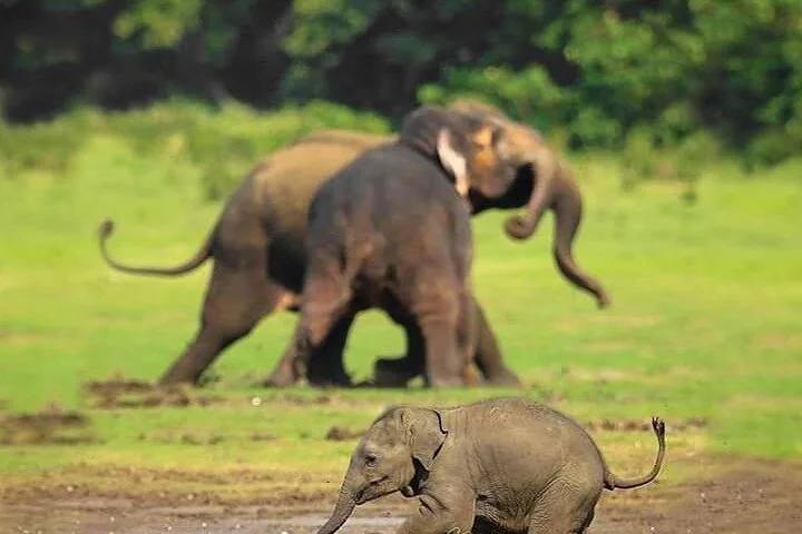 Ein kleines Elefantenkalb läuft über eine grasbewachsene Fläche, dahinter ausgewachsene Elefanten