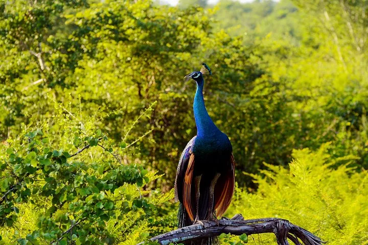 Männlicher Pfau auf einem Ast, umgeben von üppigem grünen Blattwerk