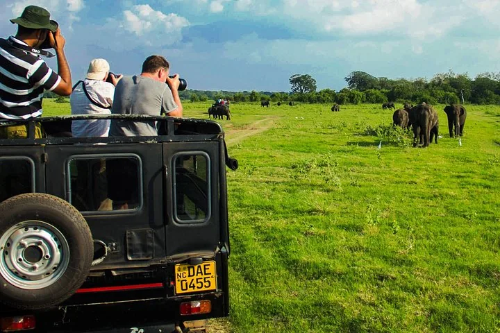 Touristes prenant des photos d'éléphants dans un champ depuis une jeep de safari