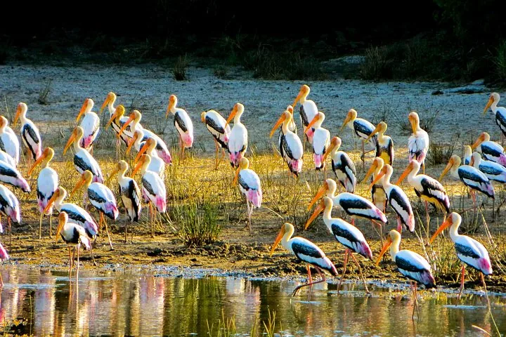 Large group of Painted Storks gathered near the edge of water